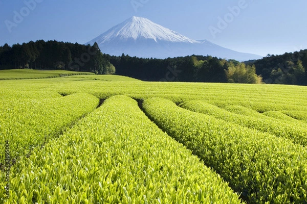 Fototapeta green tea fields v