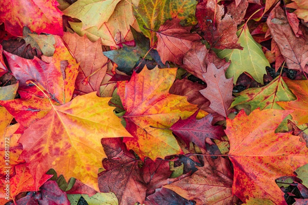 Obraz colorful autumn leaves background