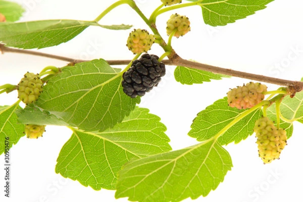 Fototapeta blackberry