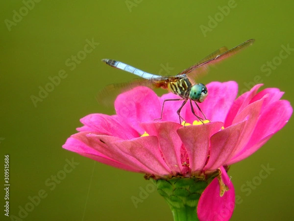 Fototapeta dragonfly on a flower