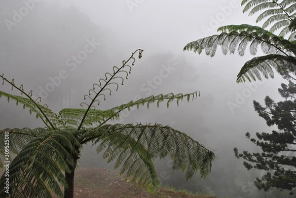 Obraz decorative plants