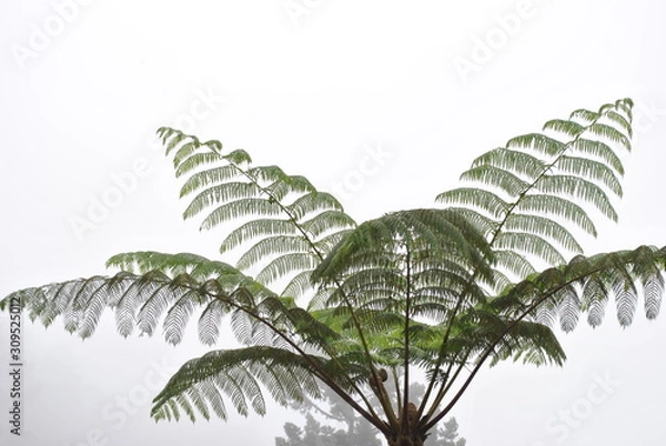 Obraz decorative plants