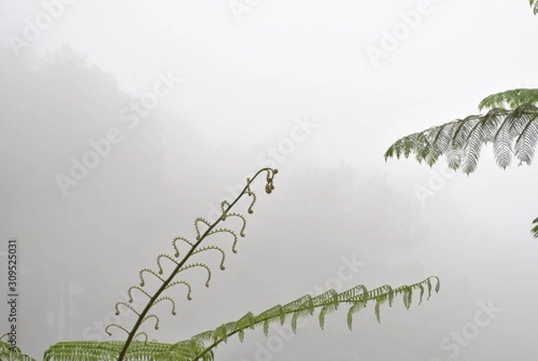 Obraz decorative plants