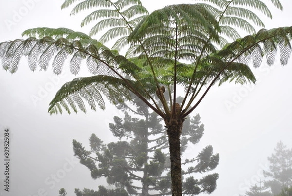 Obraz decorative plants