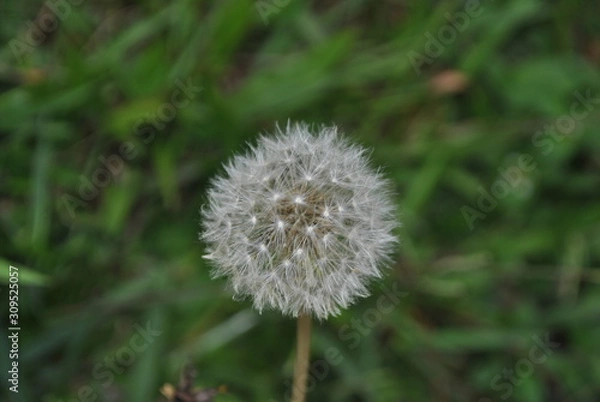 Obraz decorative plants