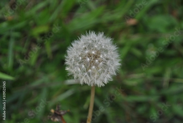 Obraz decorative plants