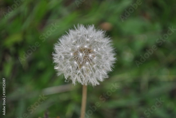 Obraz decorative plants