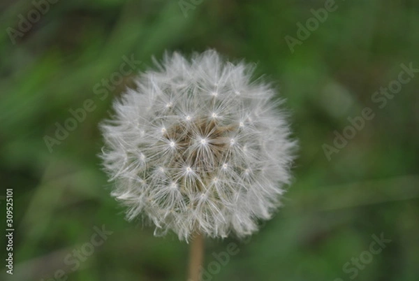 Obraz decorative plants