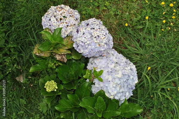 Obraz decorative plants