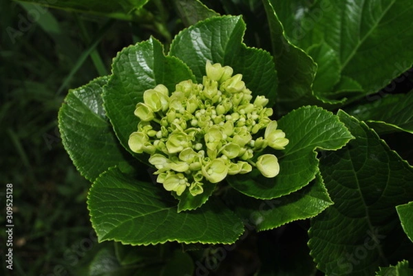 Obraz decorative plants