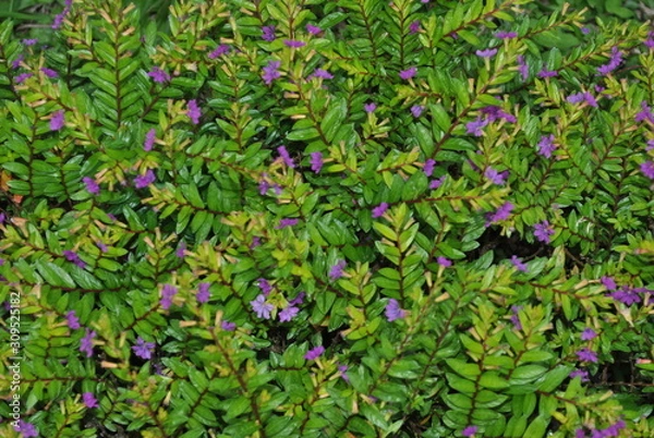 Obraz decorative plants