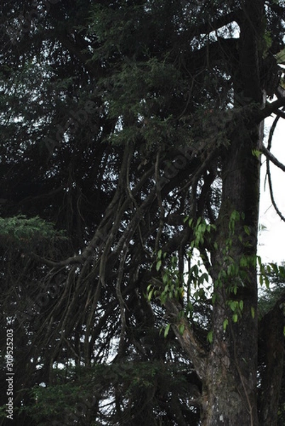 Obraz decorative plants