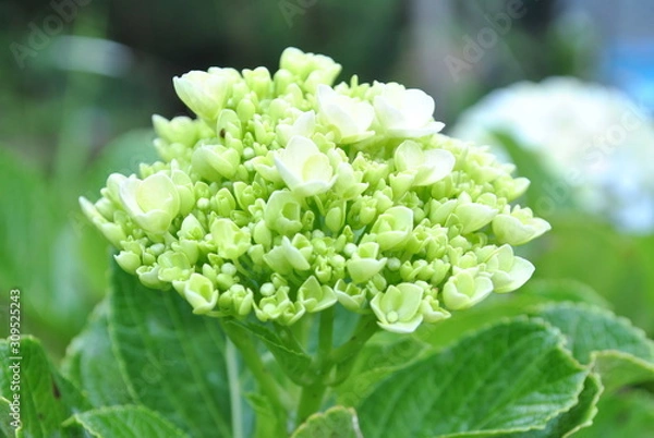 Obraz decorative plants