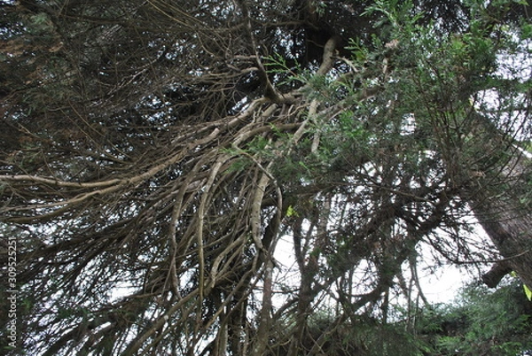 Obraz decorative plants