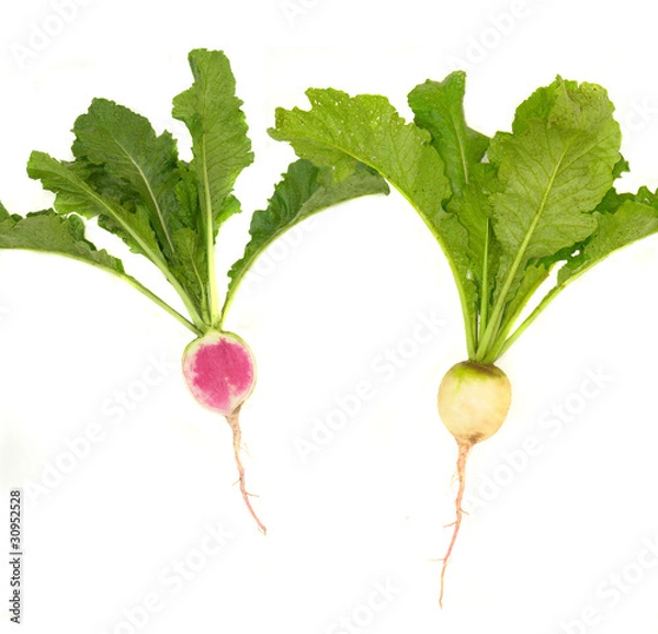 Fototapeta white radish