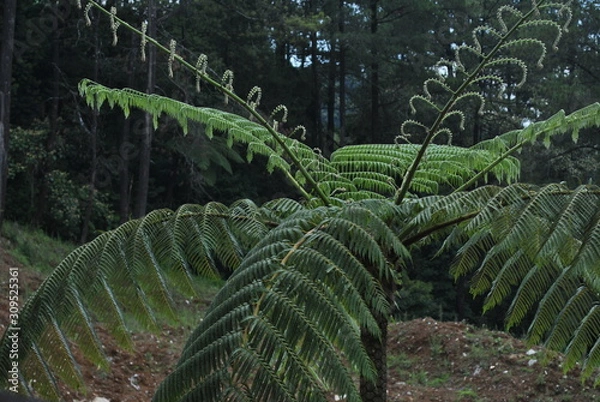 Obraz decorative plants