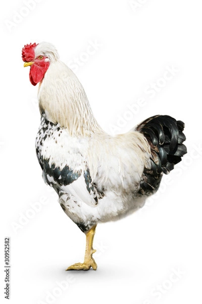 Obraz One white rooster