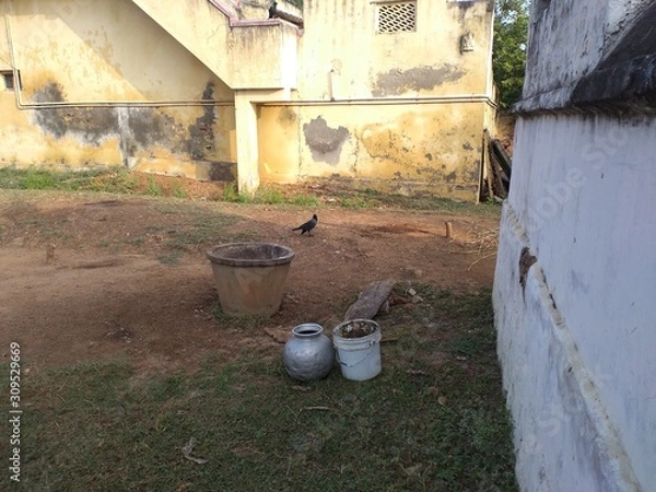 Obraz The crow on the ground.