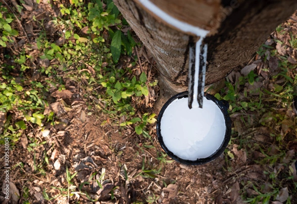 Obraz East of Thailand: December 2019, latex sap drips from the rubber tree.