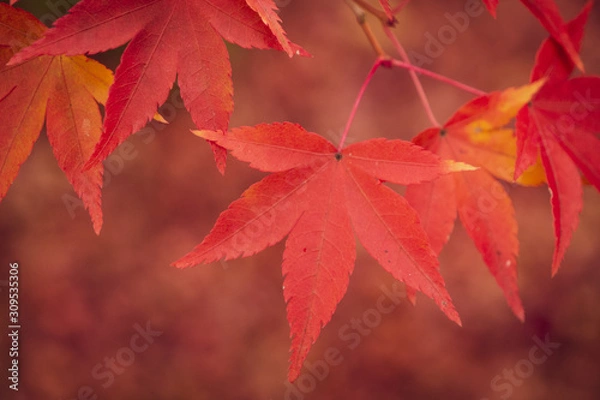 Fototapeta 深紅のモミジ