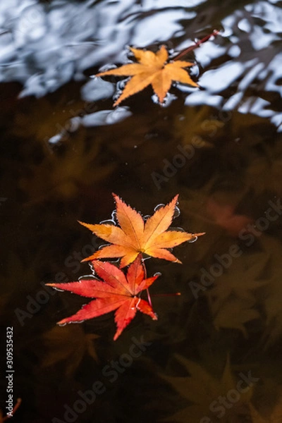 Obraz 水面の紅葉