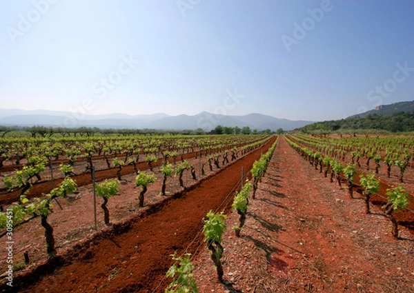 Obraz vignoble