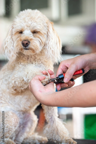 Obraz キャバプーのトリミング