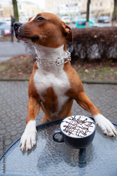 Fototapeta A dog stands at a table near a cup of coffee with cream