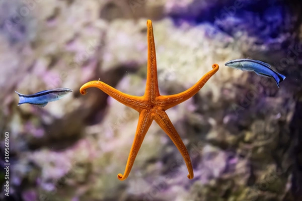 Obraz Two fish playing with an orange starfish in the sea