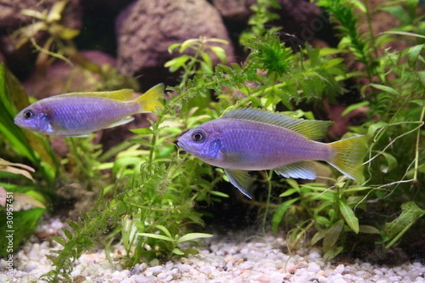 Fototapeta Blauer Barsch