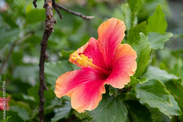 Obraz ハイビスカス