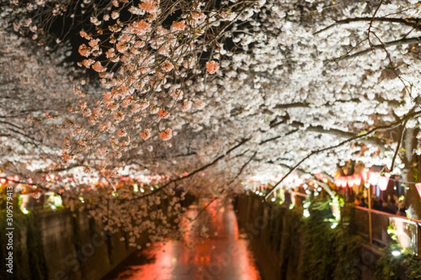 Obraz 目黒川の桜並木