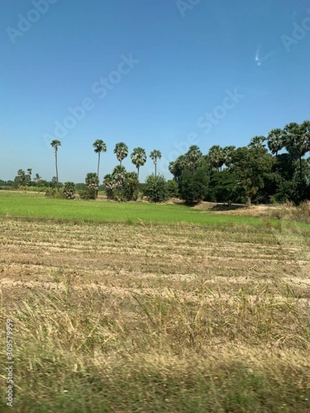 Obraz field with tree