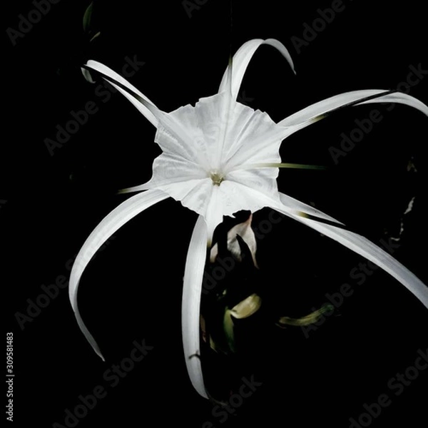 Obraz flower on black