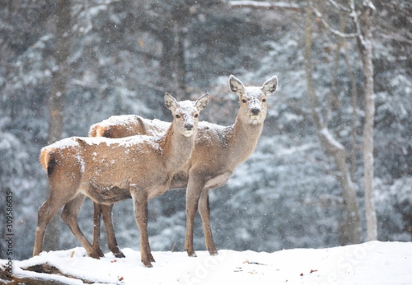 Fototapeta Red deer standing in the falling snow in Canada