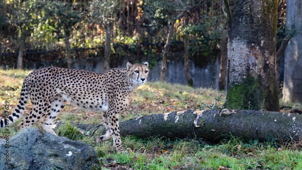 Obraz たたずむチーター