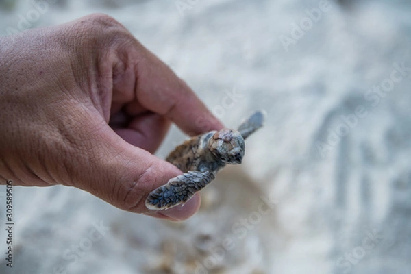Fototapeta Sea Turtle in hand