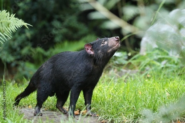 Fototapeta Tasmanian devil. Amazing creature pose in beautiful light. Fantastic scene with danger animal. Very rare and unique animal. Sarcophilus harrisii.