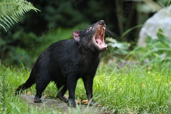 Fototapeta Tasmanian devil. Amazing creature pose in beautiful light. Fantastic scene with danger animal. Very rare and unique animal. Sarcophilus harrisii.