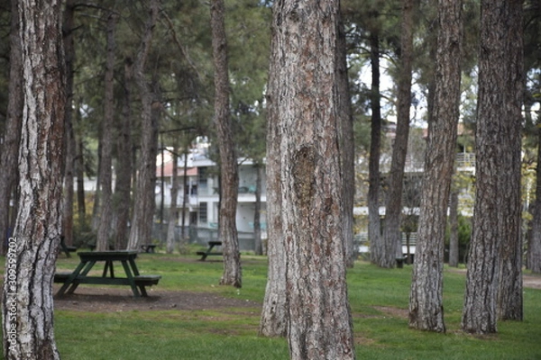 Obraz trees in the park