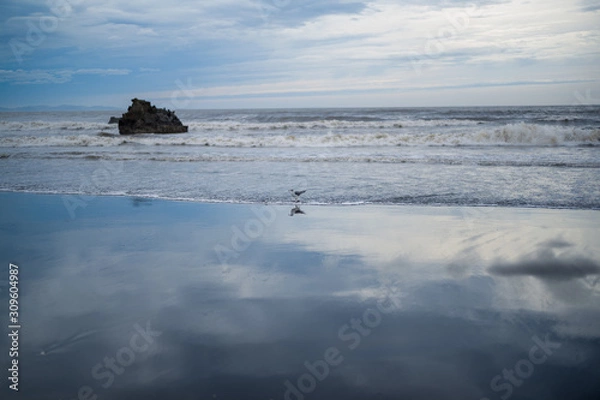 Obraz 一羽のカモメ