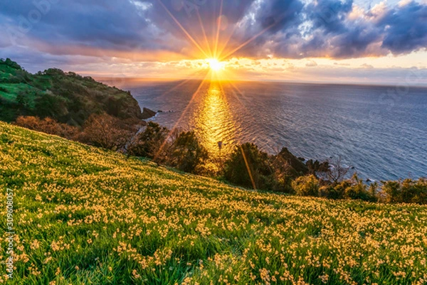 Fototapeta 越前海岸と水仙