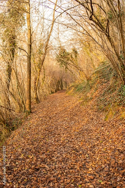 Obraz Trail on the hills near the village of Asolo, Treviso - Italy