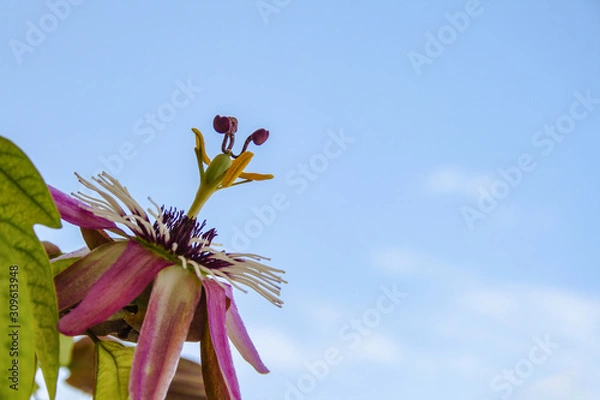 Obraz Fiore della passione