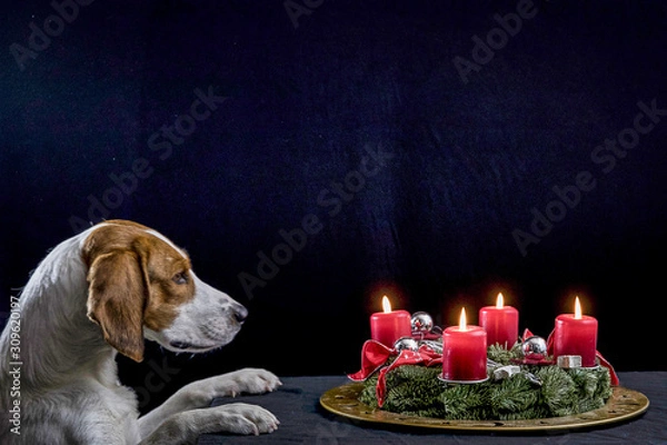 Obraz Beagle mit Adventskranz