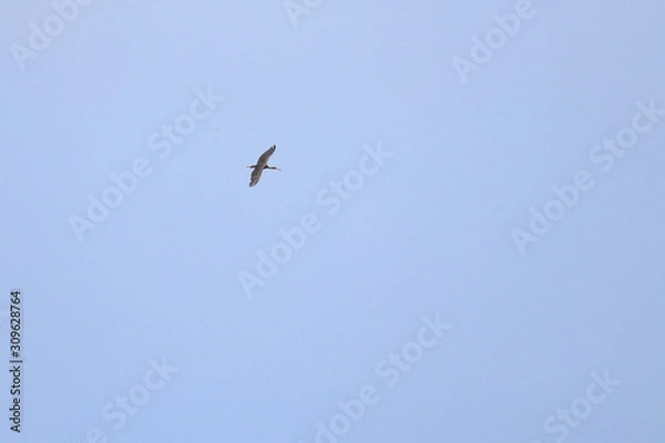 Fototapeta black stork