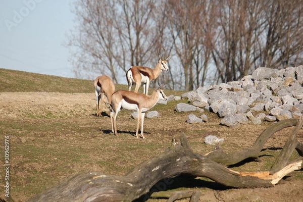 Obraz antylopy