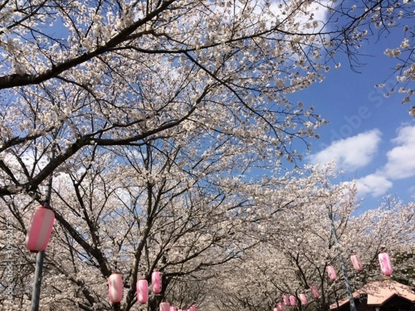 Obraz 桜　日本