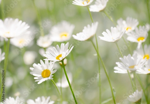 Fototapeta Margariten