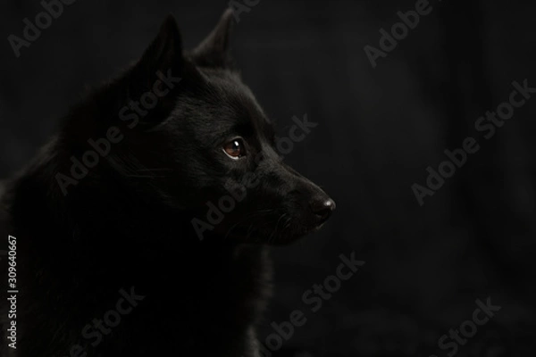 Obraz black dog against black background